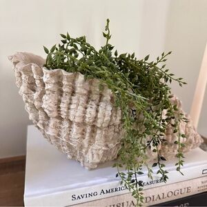 Large Conch Shell Planter Realistic Decor Natural Textured Planter